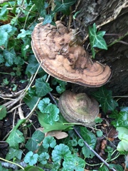 Ganoderma applanatum