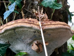 Ganoderma applanatum