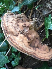 Ganoderma applanatum