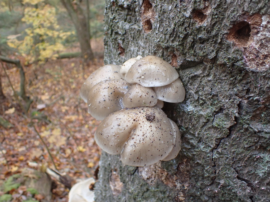 Oudemansiella mucida · November 2025 · photo: © sturuss (iNaturalist, cc0)