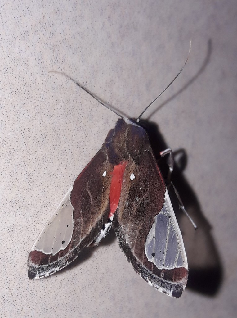 Bertholdia myosticta