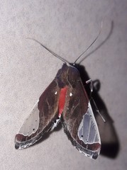 Image of Bertholdia myosticta