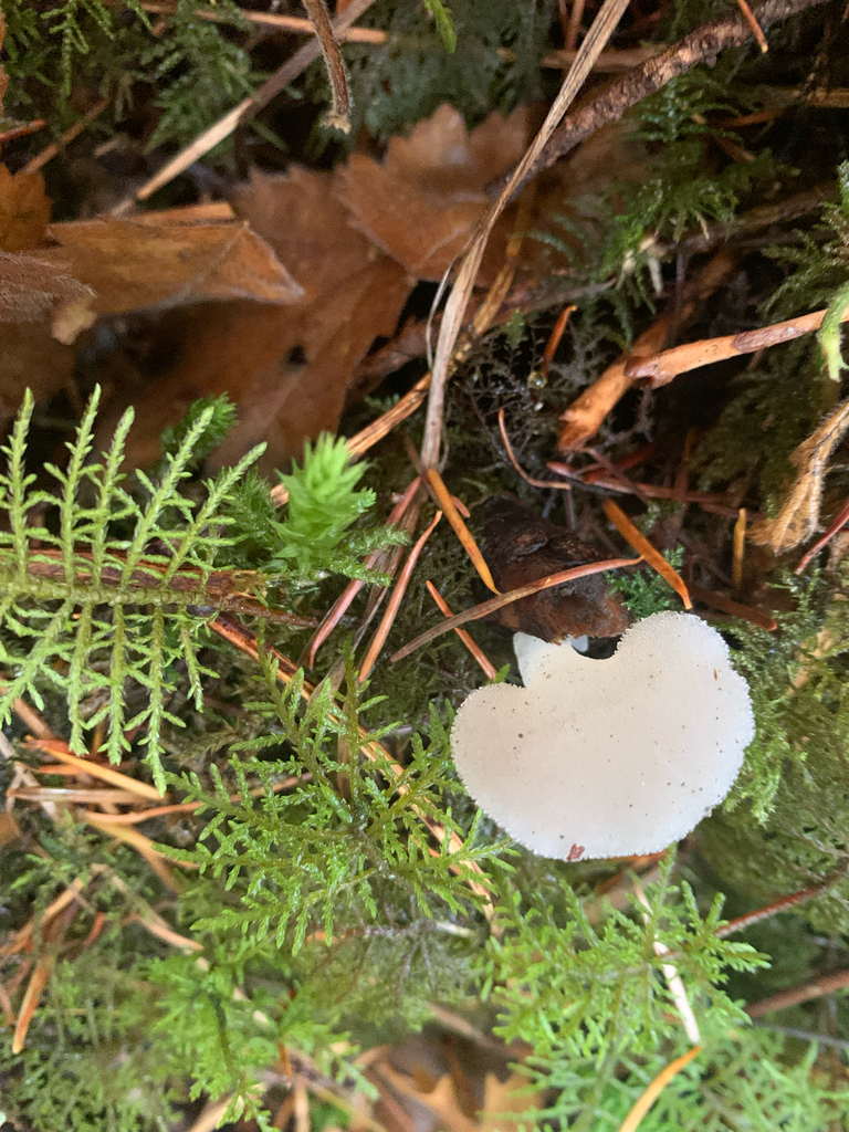 Pseudohydnum gelatinosum · November 2025 · photo: © liamsteele (iNaturalist, cc-by)