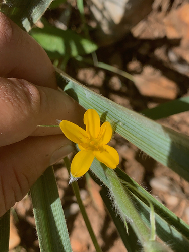 Silver-leaved star-flower (Hypoxis rigidula)