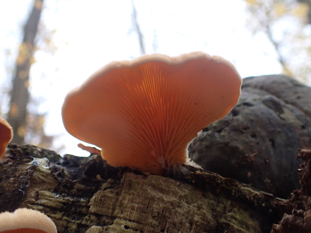 Phyllotopsis nidulans · November 2025 · photo: © sturuss (iNaturalist, cc0)