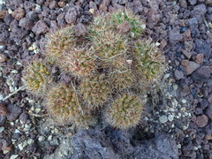 Mammillaria voburnensis