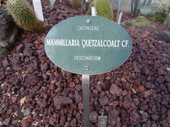 Mammillaria voburnensis