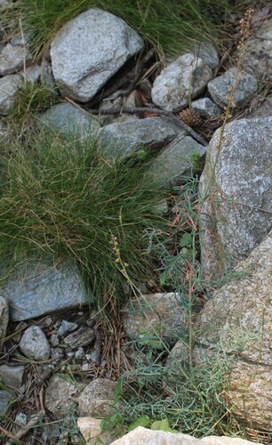 Reseda glauca, photograph 6