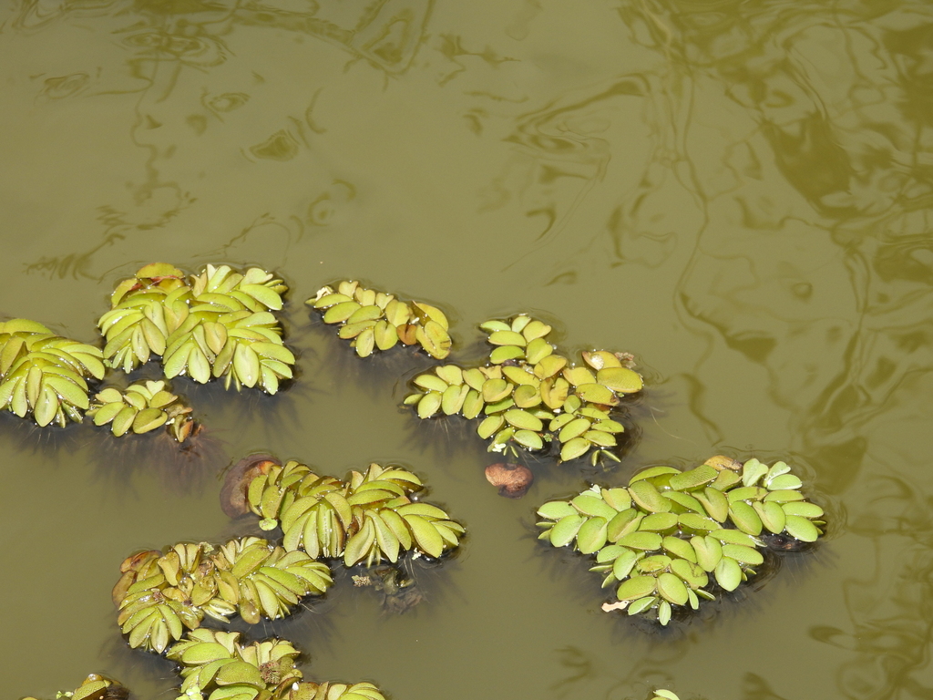 Salvinia biloba; photograph author not stated, no rights reserved