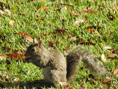 Sciurus carolinensis