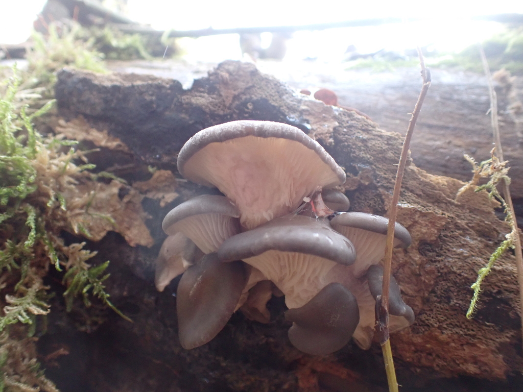 Pleurotus ostreatus · November 2025 · photo: © sturuss (iNaturalist, cc0)