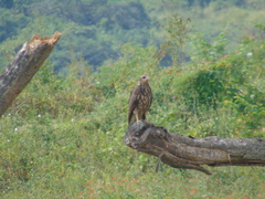 Rostrhamus sociabilis