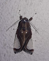 Bertholdia myosticta