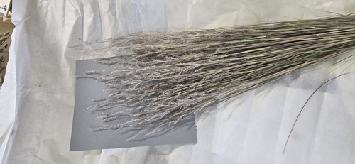 little bluestem