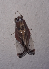 Bertholdia myosticta