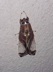 Bertholdia myosticta