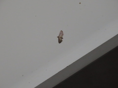 Cnaphalocrocis limbalis