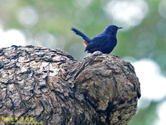 Copsychus fulicatus leucopterus