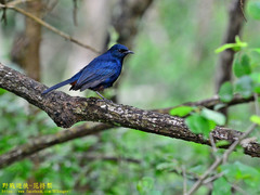 Copsychus fulicatus leucopterus