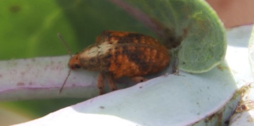 African Gum Weevil photo 3