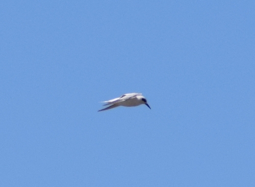 Snowy-crowned Tern