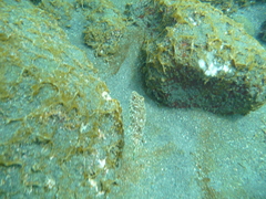 Sphoeroides marmoratus