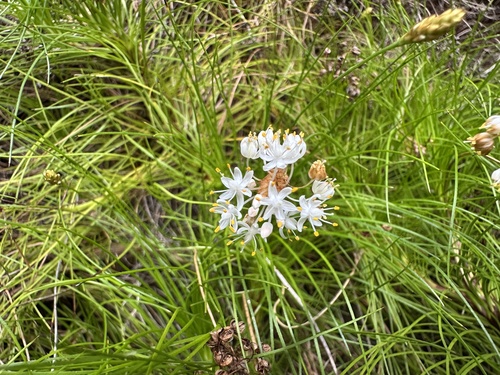 Alania cunninghamii (Alania cunninghamii)