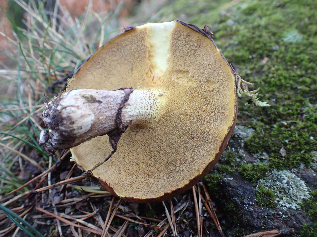 Suillus luteus · November 2025 · photo: © sturuss (iNaturalist, cc0)