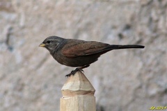 Emberiza sahari