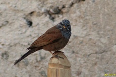 Emberiza sahari