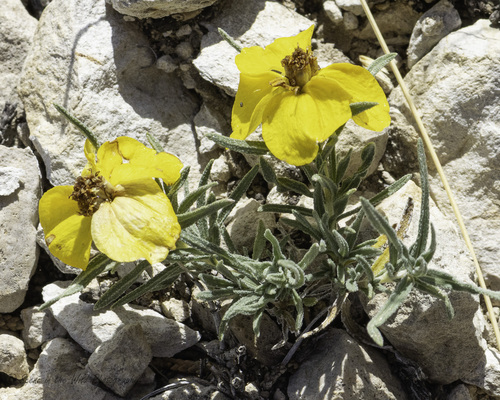 Rocky Mountain zinnia (Zinnia grandiflora)
