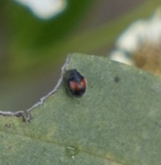 Diomus notescens