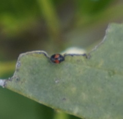 Diomus notescens