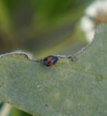 Diomus notescens