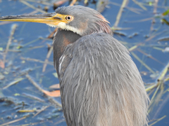 Egretta tricolor image