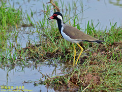Vanellus indicus lankae