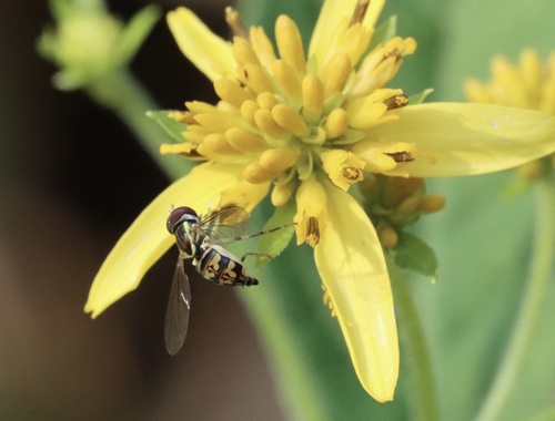 Unknown species found near Lewis G. Larus Park, Richmond, VA 23235, USA
