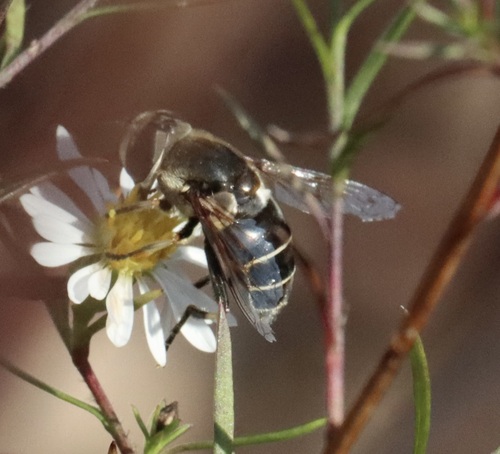 Unknown species found near Lewis G. Larus Park, Richmond, VA 23235, USA