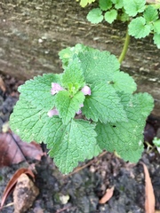 Lamium purpureum
