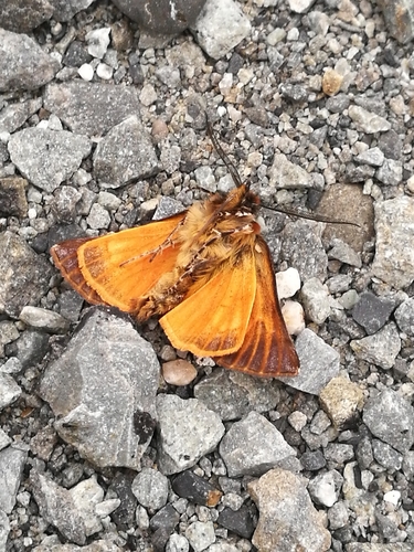 Photo of Streaked Inanga Looper (Ipana glacialis)