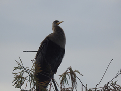 Anhinga anhinga