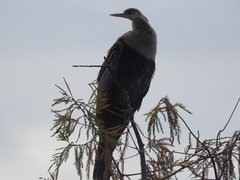 Anhinga anhinga