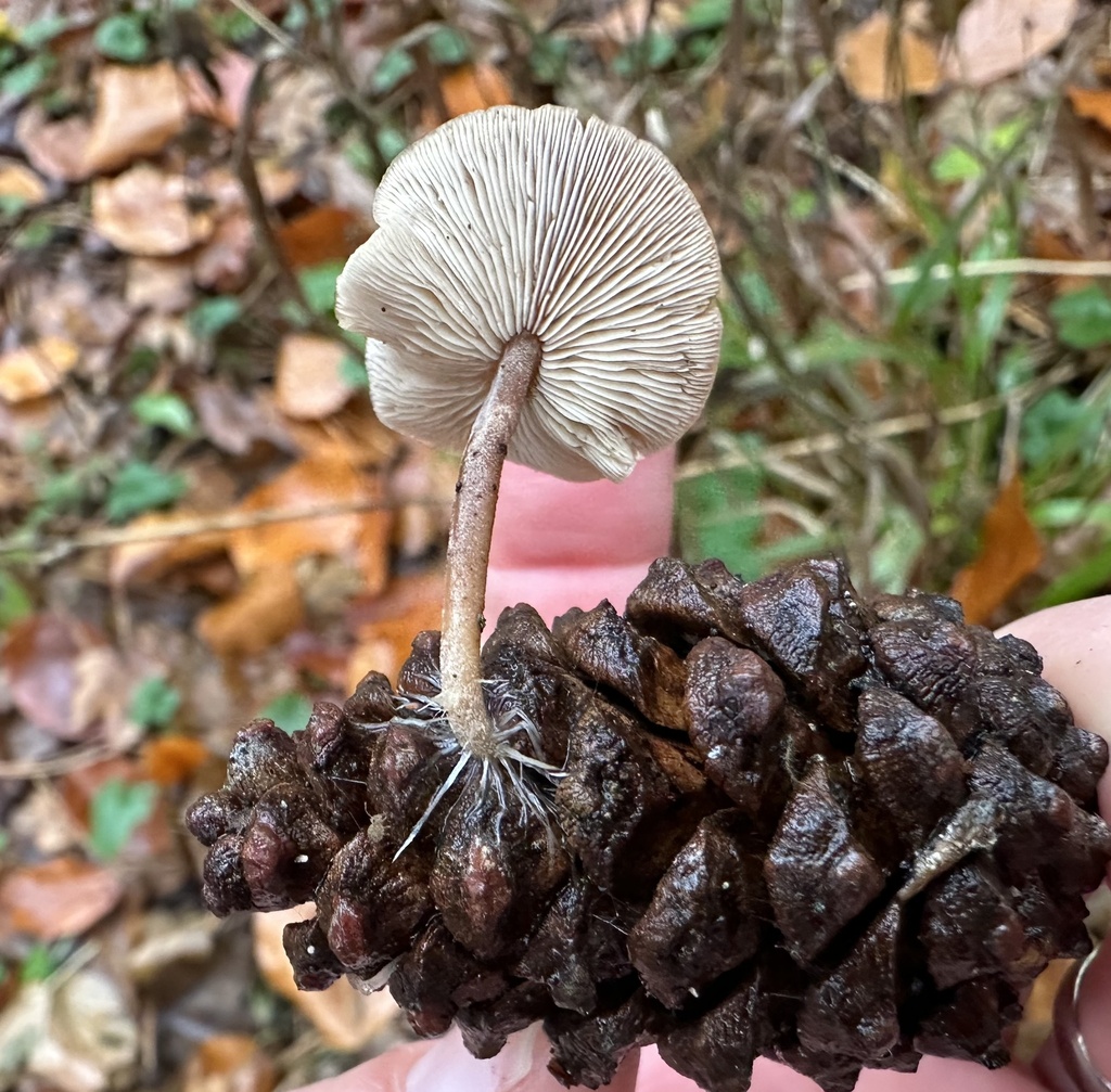 Baeospora myosura · November 2025 · photo: © katrin_simon (iNaturalist, cc-by)