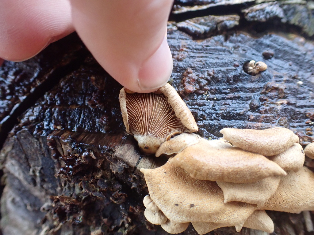 Panellus stipticus · November 2025 · photo: © sturuss (iNaturalist, cc0)