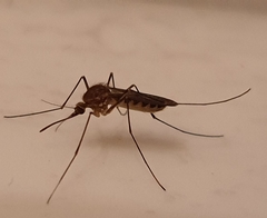 Culex territans