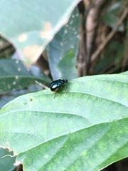 Arthrotus abdominalis