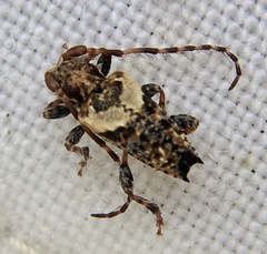 Pogonocherus hispidus