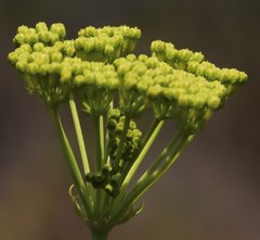 Lichtensteinia trifida
