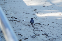Columba livia domestica