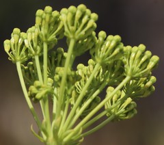 Lichtensteinia trifida